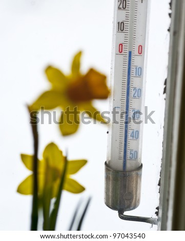 Thermometer in old window with some daffodils in the front showing two degrees above zero