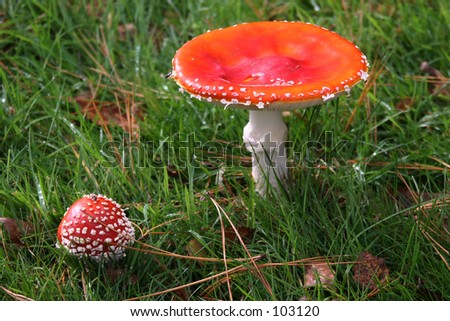 red caps mushrooms
