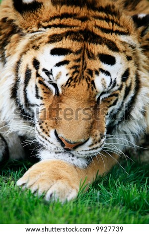 A Siberian Tiger resting it\'s head on a massive front paw