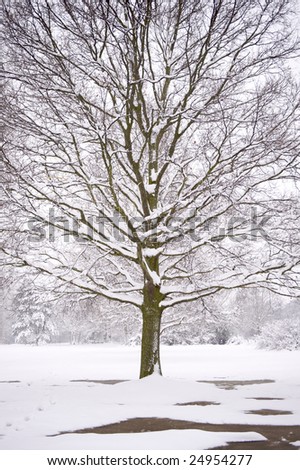 A lone tree is covered in thick fresh snow fall