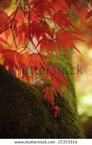 Bright red fall leaves frame the moss covered wood of a Japanese Maple tree.