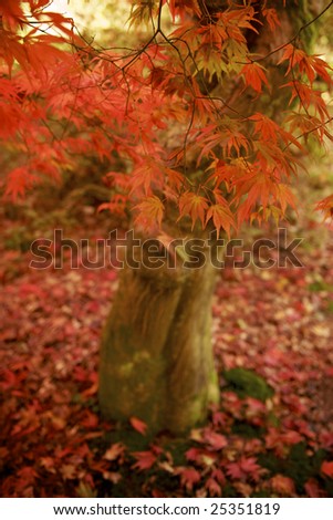 Bright red fall leaves frame the moss covered wood of a Japanese Maple tree. The Forest floor is covered in fall leaves
