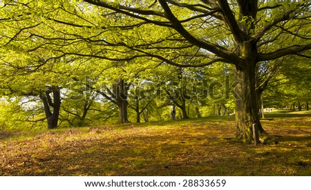 Wide angled view of a forest in early Spring. Back lit green leaves form a canopy above the forest floor dappled in sunlight.  space for copy text to the left of frame