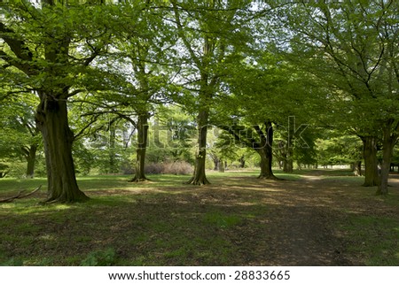 Landscape composition of a dense forest of trees in the early spring. A path winds into the distance and young green leaves are backlit by late afternoon sunlight