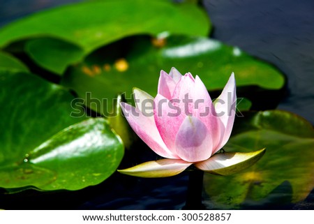 Pink lotus and Lotuses bloom yet. The lotus leaves green, some of which were slightly blurred.