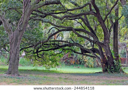 Oak Tree tree; oak; branch; deciduous; nature; outdoors; tampa; florida; park;