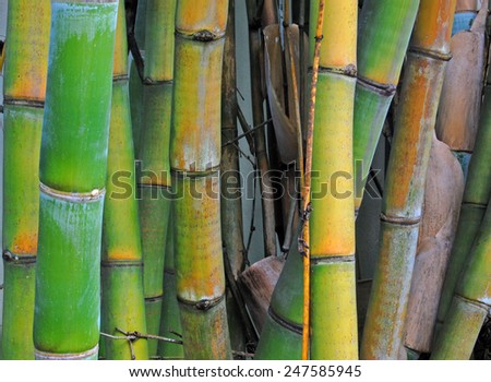 Bamboo stalks tampa florida bamboo grass family blossoming perennial background