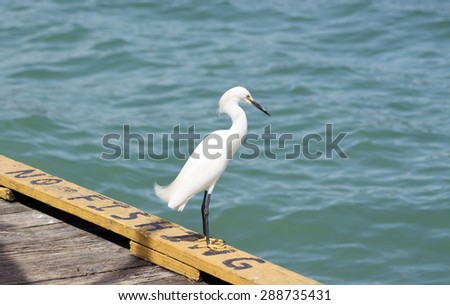 Great Egret at the No Fishing side of City Pier on Anna Maria Island, Florida