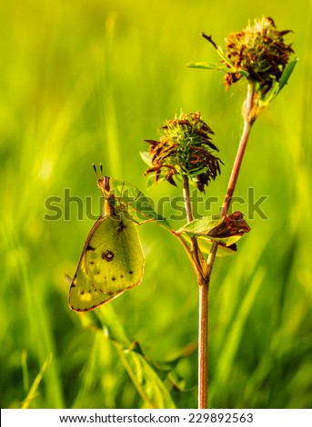 Pale clouded yellow butterfly sitting on a culm in front of a green, soft background