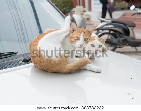 cat lying on a white car on the street., cat on the car