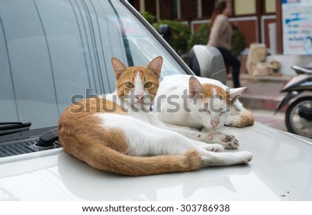 cat lying on a white car on the street., cat on the car