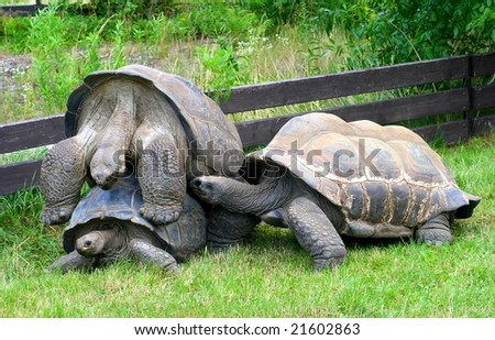 Mating Tortoises