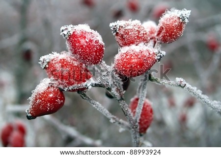 Frozen rose-hips covered with ice