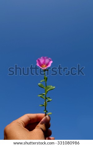 Portulaca oleracea flower or\
Lovely pink mix purple little flower like rose in clear blue sky with hand for the lover
