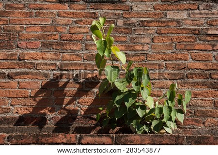 Little Plant on old bricks wall background