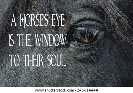 Black horse\'s eye is the window to their soul