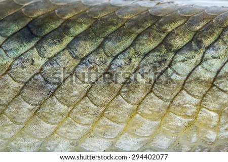 Fish scales background.  Longnose gar scales up close.