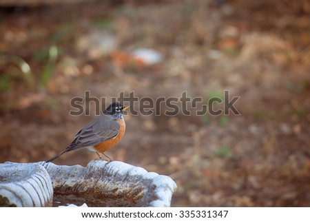 American Robin on bird bath.  Selective focus on eye of the bird and very shallow depth of field.