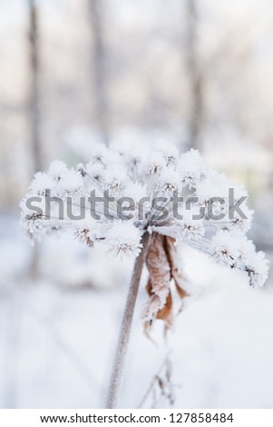 Closeup of snow and frost covered plant outdoors on winter day with trees in background