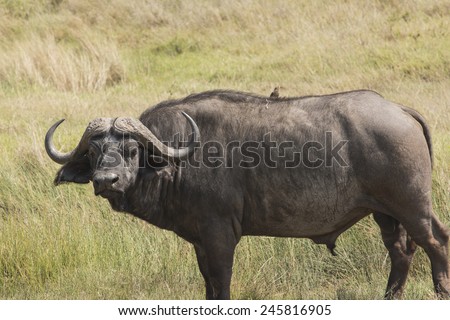 African ( cape ) buffalo is the most dangerous among the popular Big Five in Africa. Shot at Serengeti National Park, Tanzania.