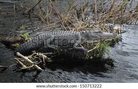 American alligator resting on a log in Everglades National Park, Florida