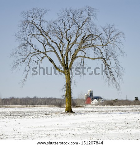 Solitary bare tree in front of farm buildings on farm land in Wisconsin in late winter.
