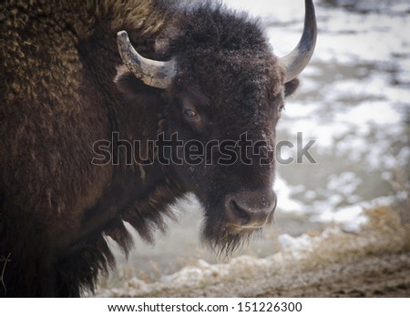 A herd of 1300 bison roam Custer State Park in the Black Hills of South Dakota in the southwestern corner of the state.
