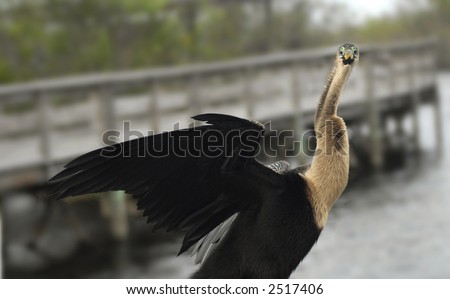 Anhinga bird in Everglades National Park looking directly at the camera.