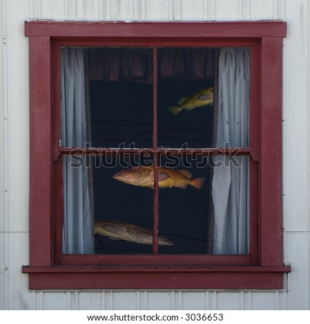 Fish swimming behind a window.
