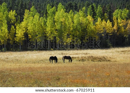 Horses graze in field near a row of turning aspens.