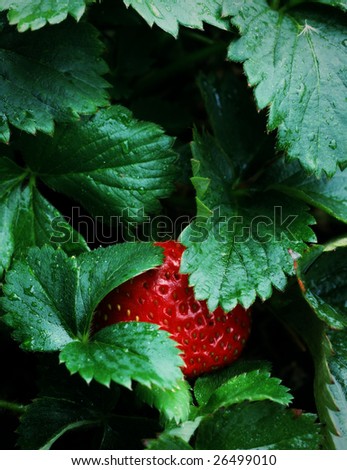 P0017 Ripe Strawberry Patch Garden