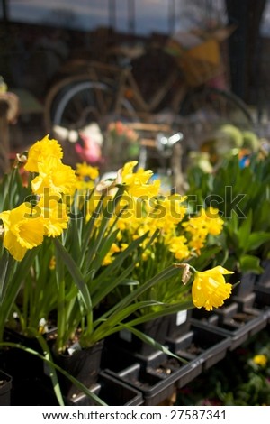 Spring Daffodils and Flowers at Garden Shop. Nice storefront gift and garden shop with nostalgic look. Good for themes of spring, seasons, gardening, home improvement, shopping, gifts.