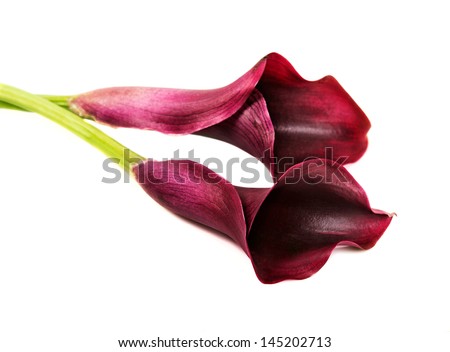 Beautiful pink calla lilies on white background