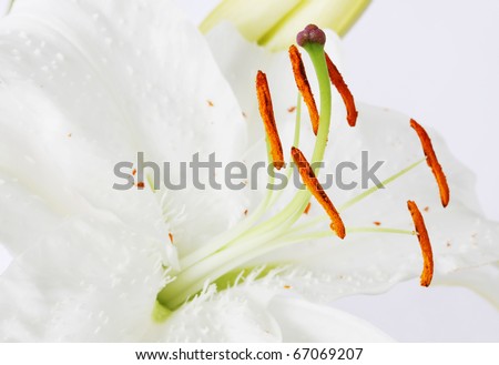 flowers of lily  on white background