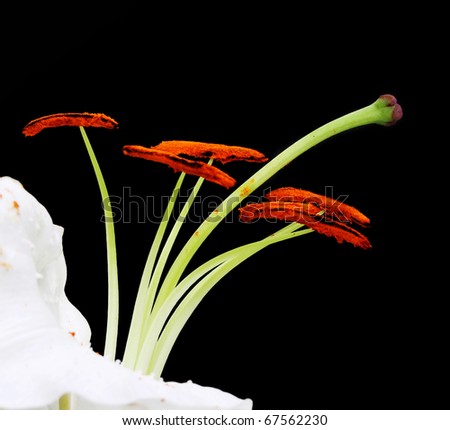 flowers of lily isolated on black background