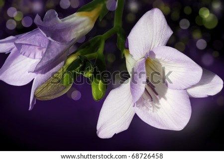 Lilac hand bells on a background