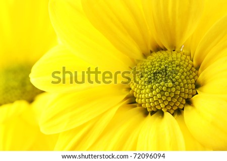 The yellow flower on a white background, is isolated.