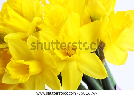 a bunch of daffodils isolated on white background