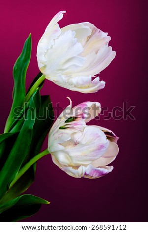 Bouquet of red tulips against a red background