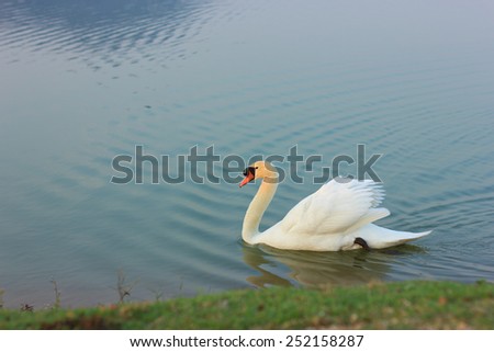 A white swan floating on the river