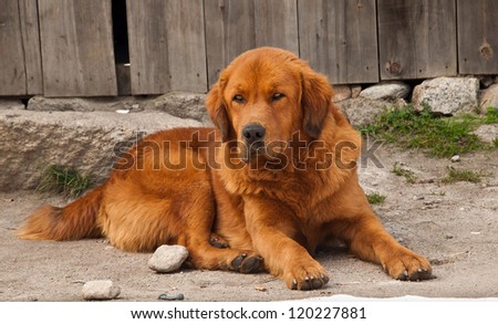 Beautiful large sized guard dog native to the Himalayas in Chitkul village