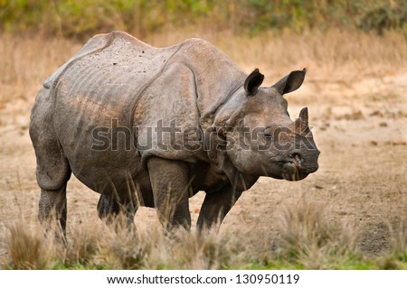 A large adult one horned rhinoceros in a salt lick at Jaldapara Wildlife Sanctuary in India.