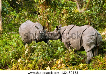 A pair of Indian one horned rhinoceros play fighting in Jaldapara Wildlife Sanctuary.