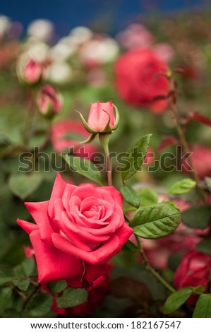 Garden of roses containing many blooms of various colors