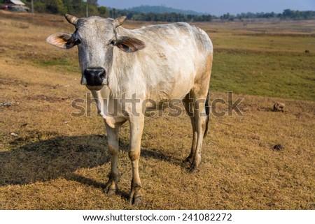 Portrait of a domestic Indian cow staring into the camera