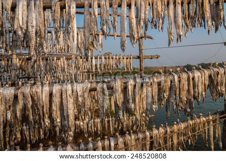 Fish caught in sea being dried by hanging on bamboo poles at a fishing industry in Digha, West Bengal, India