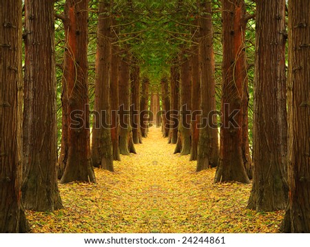 pathway covered with fallen autumn leaves and guarded by strong trees