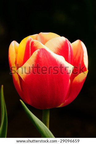 bloomed tulips