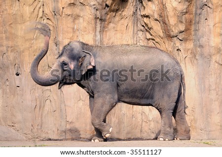 Asian elephant spraying soil over its body to stay cool, motion blur on trunk