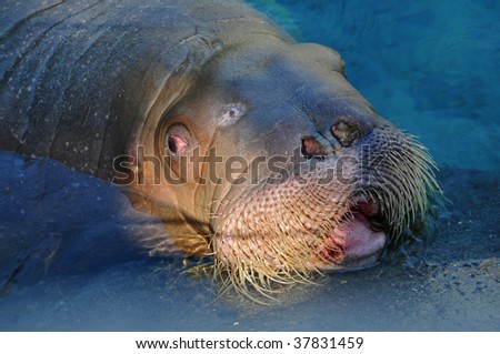 Seals Vs Sea Lions Vs Walrus